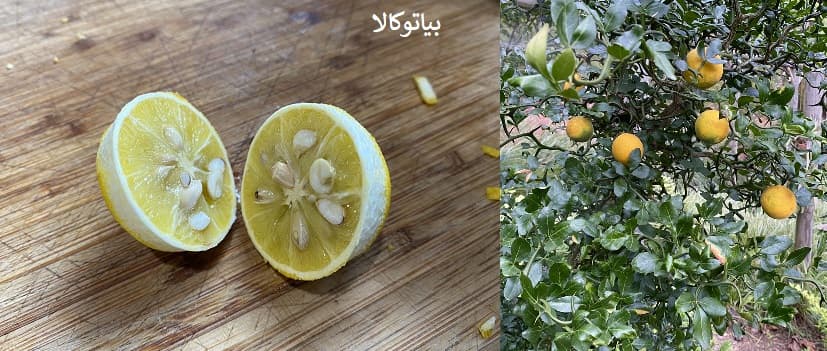 پیوند لیمو